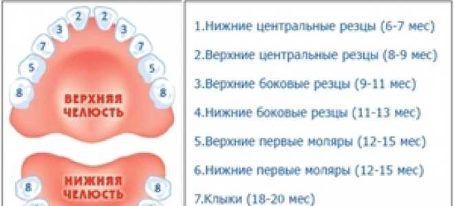 В каком порядке растут зубы у малышей