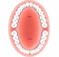 Нумерация зубов в стоматологии