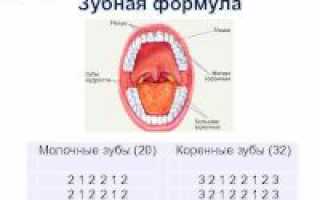 Формула зубов взрослого человека