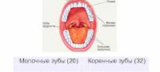 Формула зубов взрослого человека