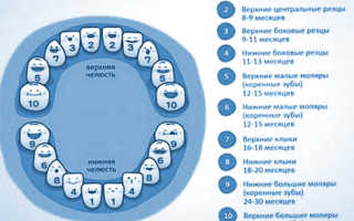 Прорезывание верхних зубов
