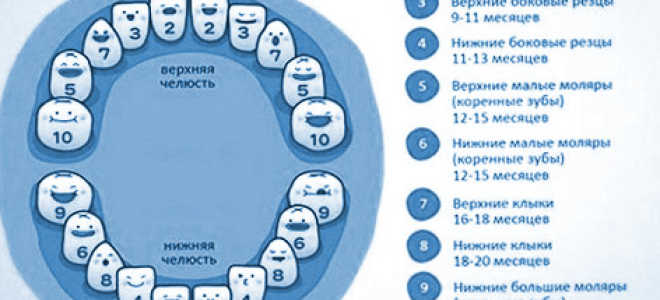 Прорезывание верхних зубов