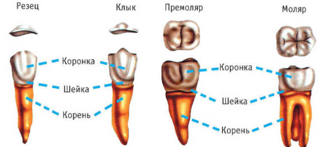 Удаление корня разрушенного или гнилого зуба